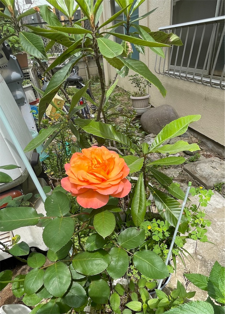 f:id:TokuheiKumagai:20250426191317j:image