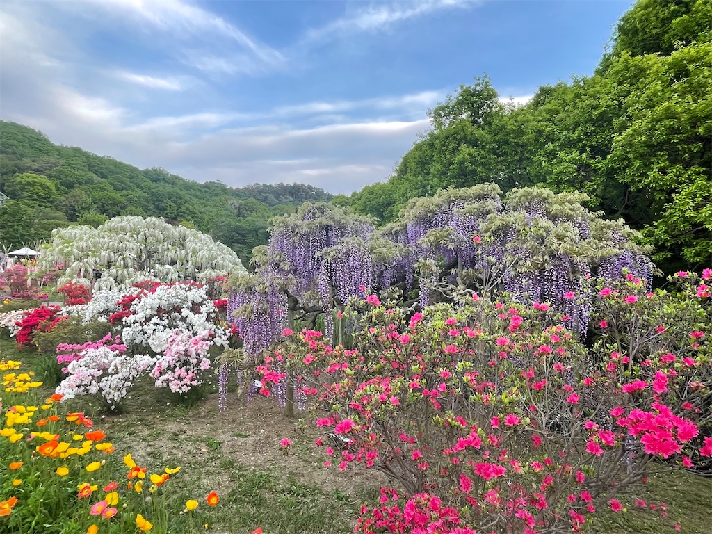 f:id:TokuheiKumagai:20250428011815j:image