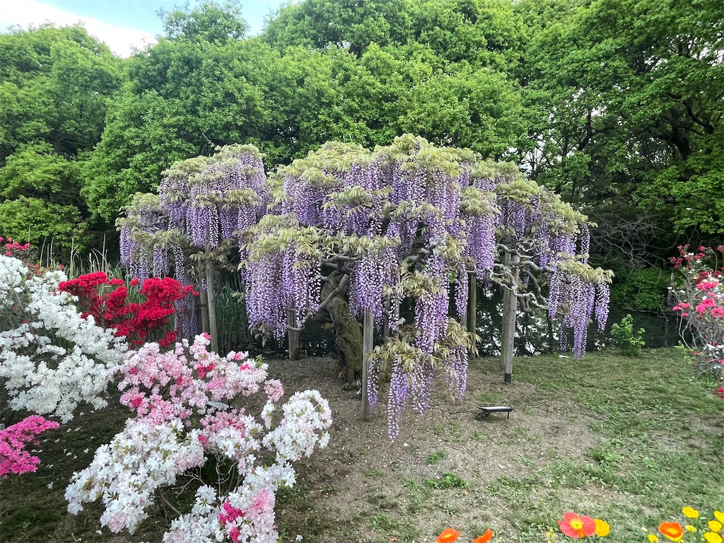 f:id:TokuheiKumagai:20250428011838j:image