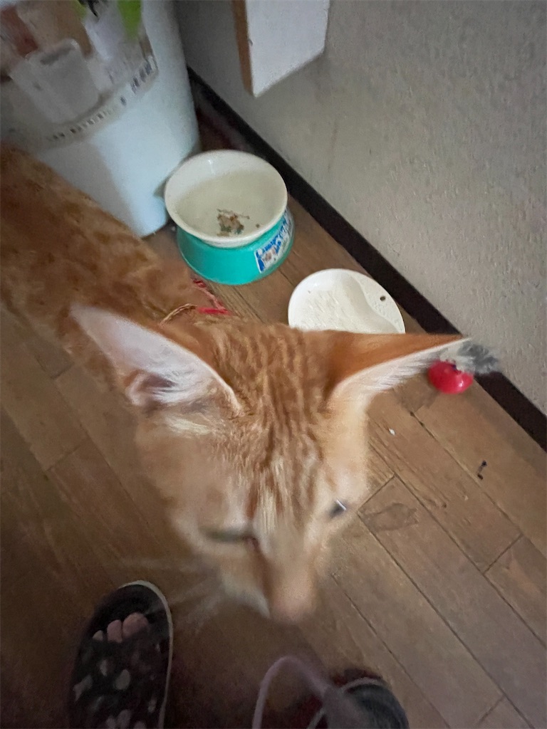 f:id:TokuheiKumagai:20250529115109j:image