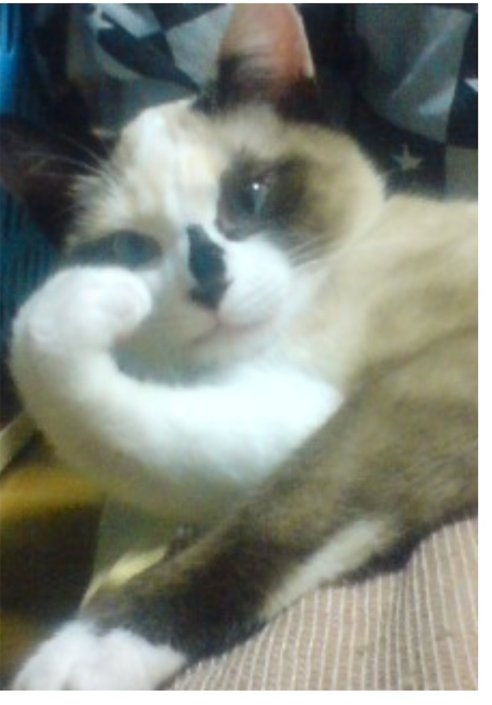 f:id:TokuheiKumagai:20250630164714j:image