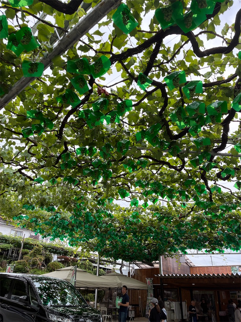 f:id:TokuheiKumagai:20250706061438j:image