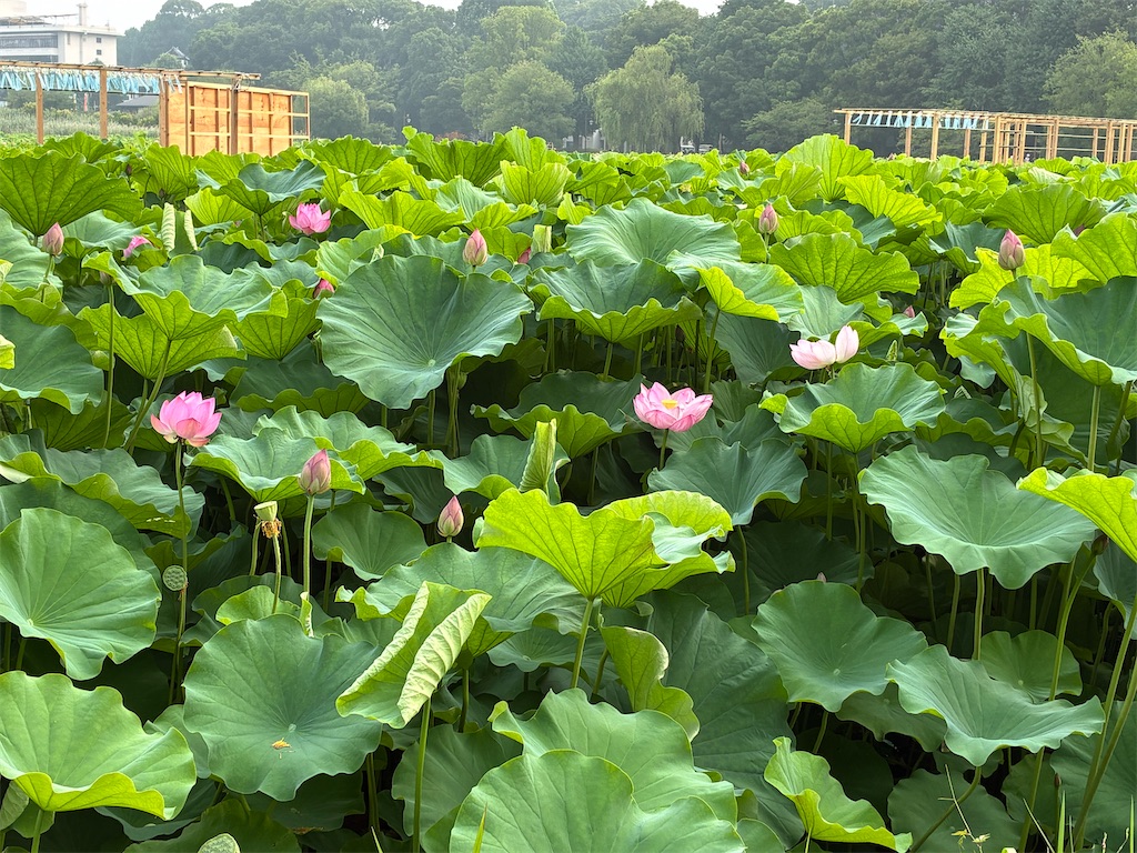 f:id:TokuheiKumagai:20250711111420j:image