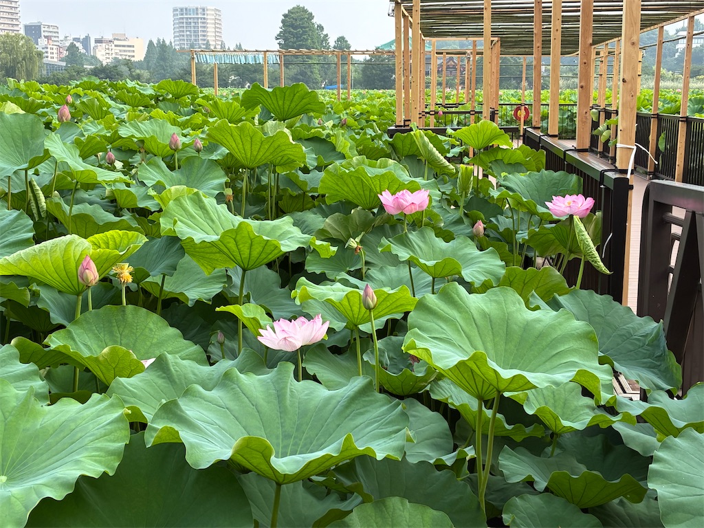 f:id:TokuheiKumagai:20250711111433j:image