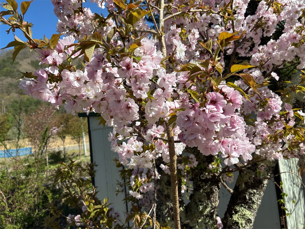 f:id:TokuheiKumagai:20260426002807j:image f:id:TokuheiKumagai:20260426002807j:image