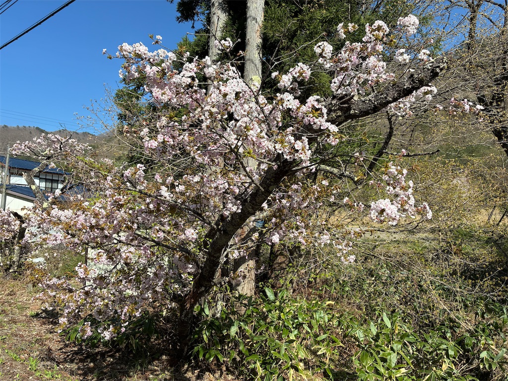 f:id:TokuheiKumagai:20260426002902j:image f:id:TokuheiKumagai:20260426002902j:image