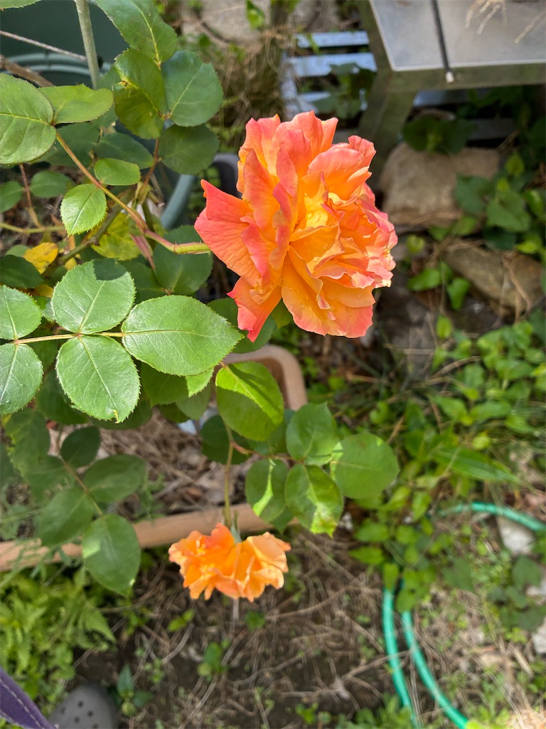 f:id:TokuheiKumagai:20260427140442j:image