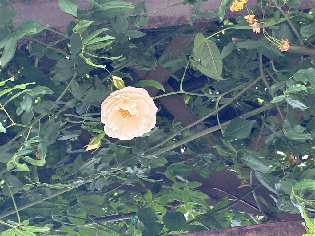 f:id:TokuheiKumagai:20260503192559j:image f:id:TokuheiKumagai:20260503192559j:image
