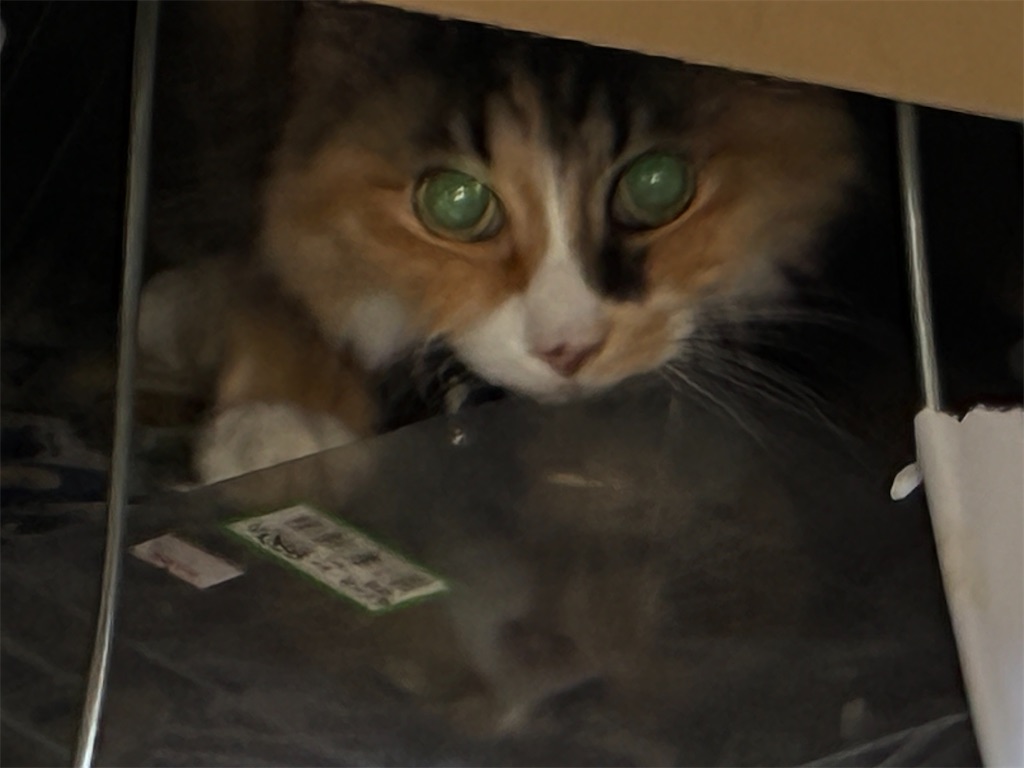 f:id:TokuheiKumagai:20260606154412j:image f:id:TokuheiKumagai:20260606154412j:image