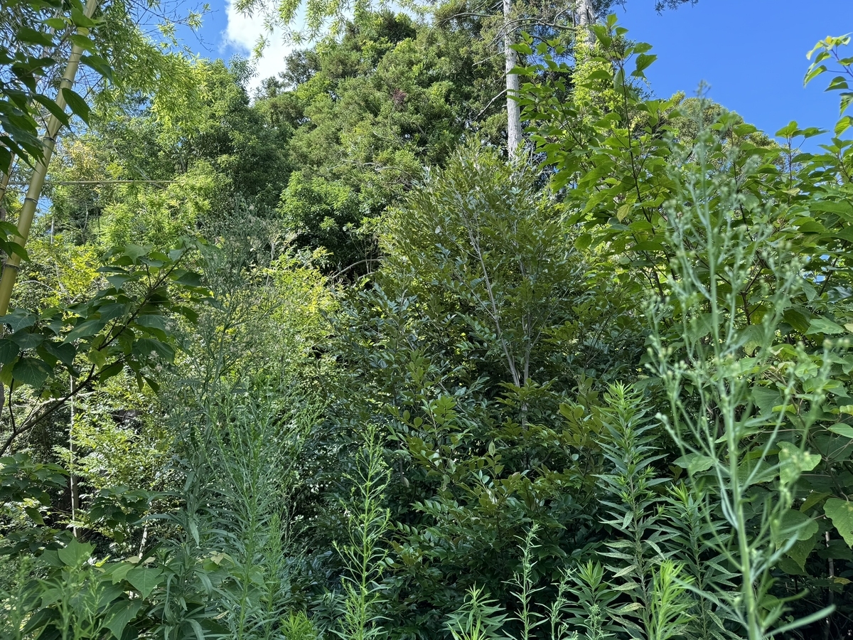 雑草を無農薬で抑制する方法 自動刈込みの効果は? - 芝生の雑学 東京40