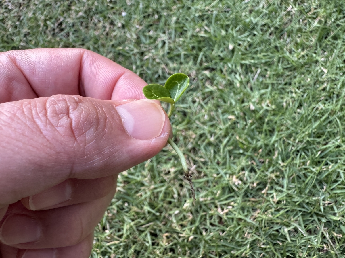 雑草 雑草とり」を楽しくやるコツはこれだ！ - 芝生の雑学 東京40まいる