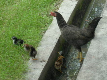 f:id:Tom-3:20080627144509j:image f:id:Tom-3:20080627144509j:image