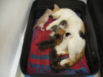 f:id:Tom-3:20080627181043j:image f:id:Tom-3:20080627181043j:image