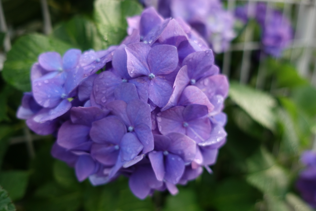 f:id:Tomato-360:20180531065649j:plain