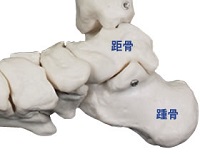 f:id:Tomo-Cruise:20190125062622j:plain f:id:Tomo-Cruise:20190125062622j:plain