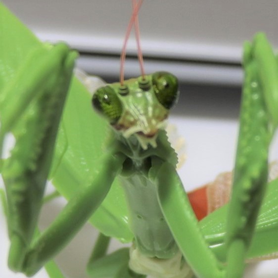 リアルなカマキリのフィギュア ガシャポン ともけいのゆるりとブログ