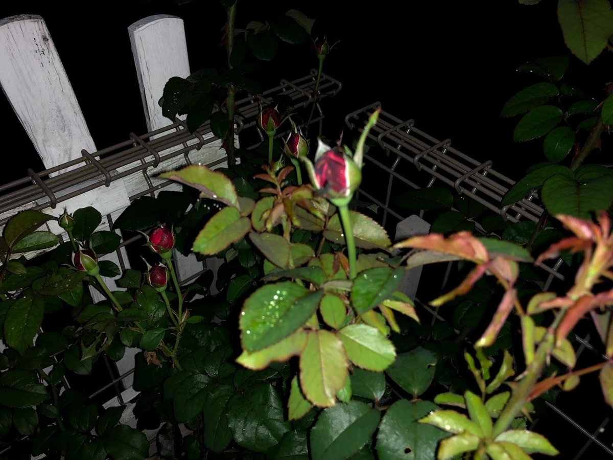 f:id:Tomo41020216:20210706214046j:plain