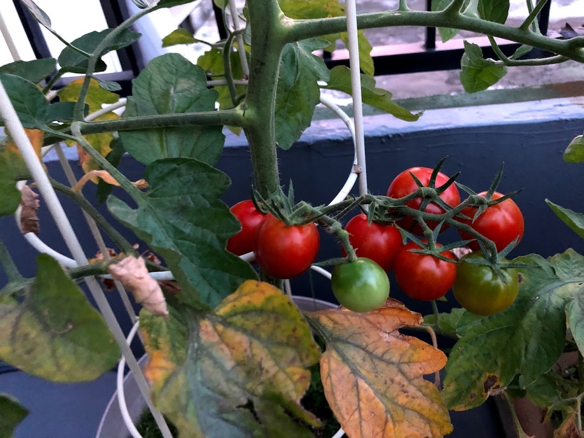 f:id:Tomo41020216:20210716221403j:plain