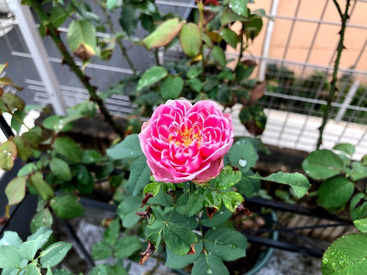 f:id:Tomo41020216:20210911201932j:plain