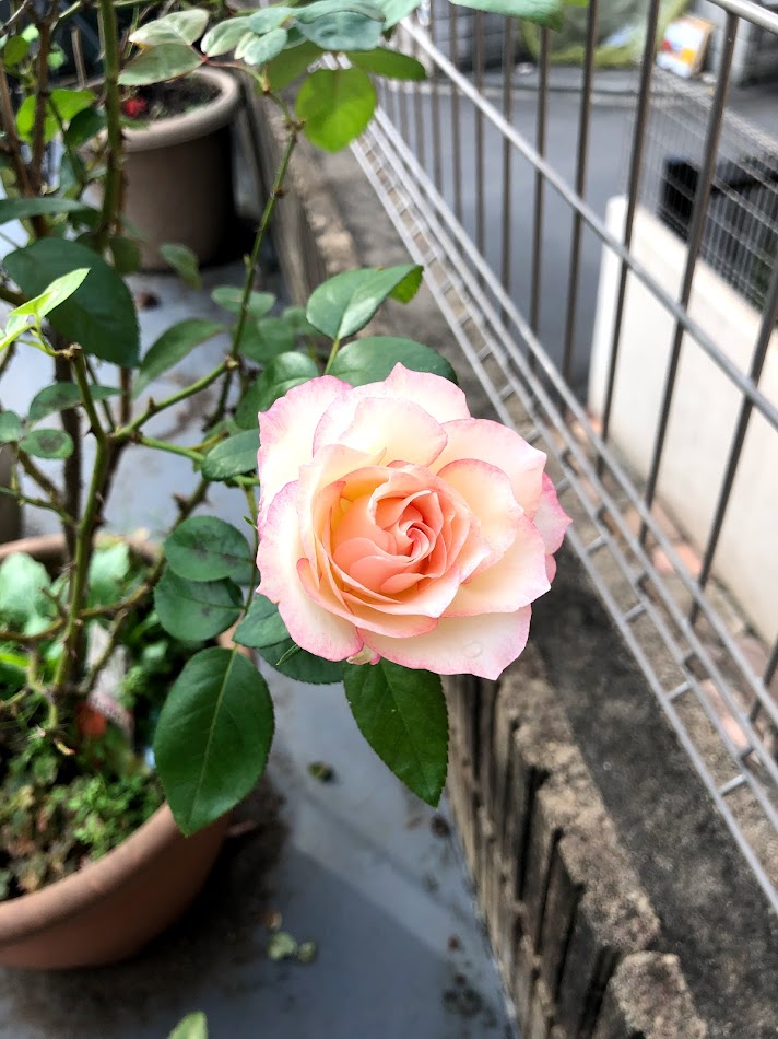 f:id:Tomo41020216:20210911204101j:plain
