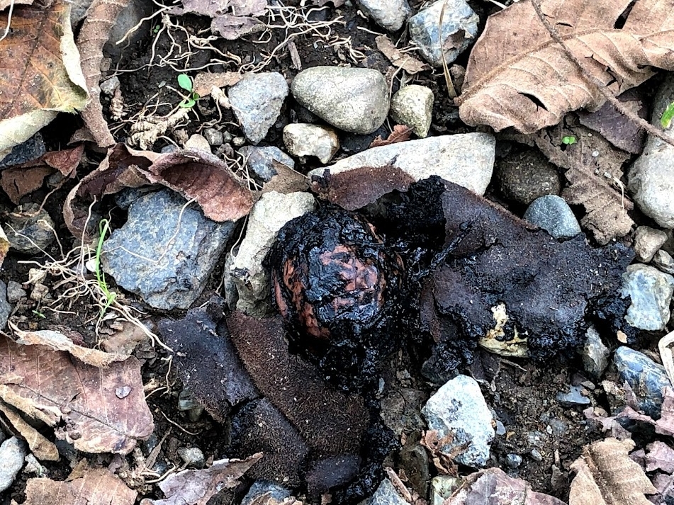 f:id:Tomo41020216:20210922211236j:plain