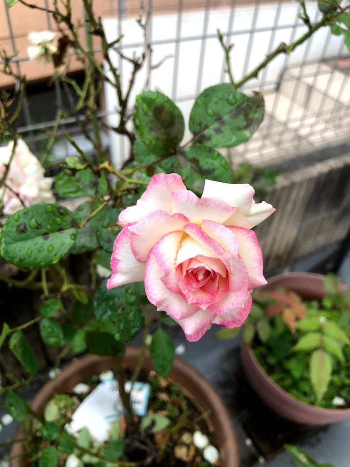 f:id:Tomo41020216:20210930211351j:plain
