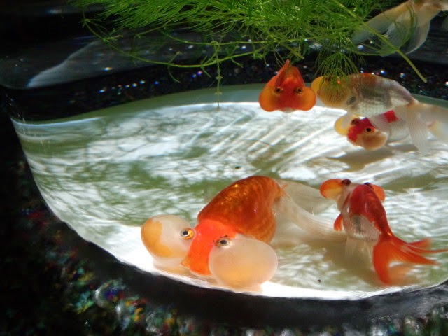 f:id:Tomo41020216:20211212222012j:plain