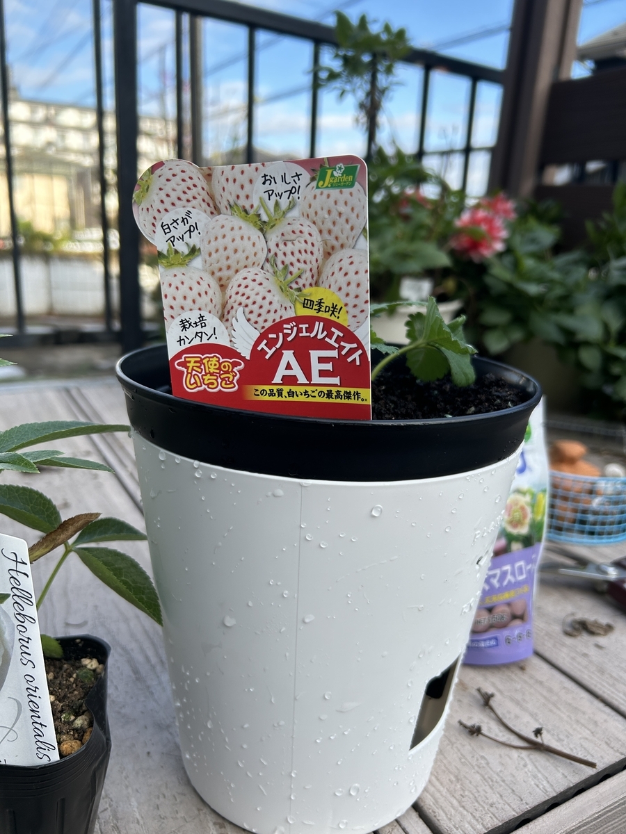 ガーデニング】【家庭菜園】クリスマスローズを植え替えました - サイ