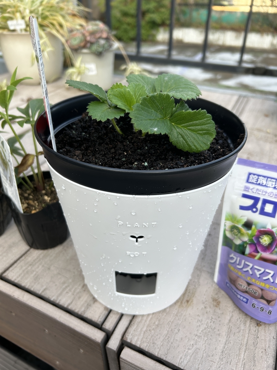 ガーデニング】【家庭菜園】クリスマスローズを植え替えました - サイ