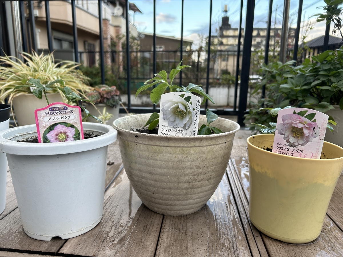 ガーデニング】【家庭菜園】クリスマスローズを植え替えました - サイ