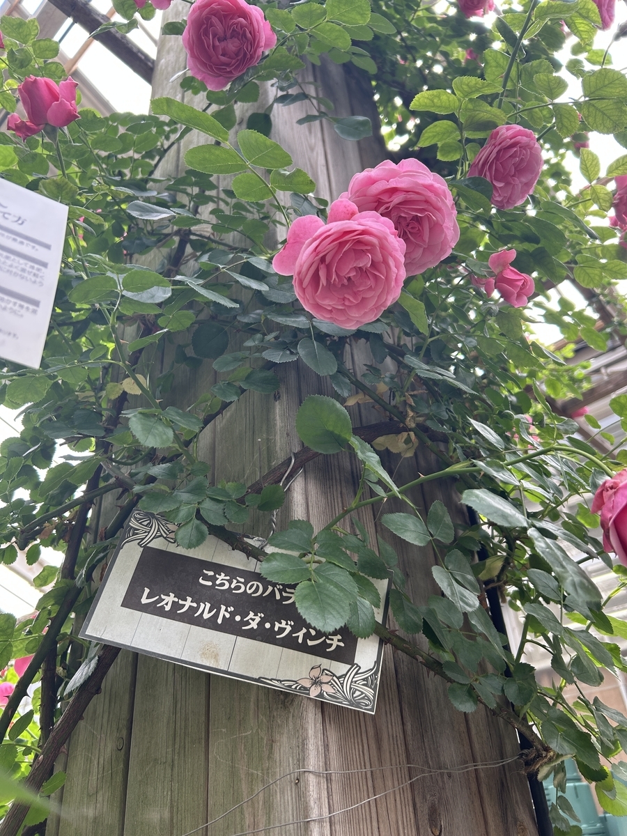 バラの季節になったのでジョイフル本田 瑞穂店に行ってきました - サイ