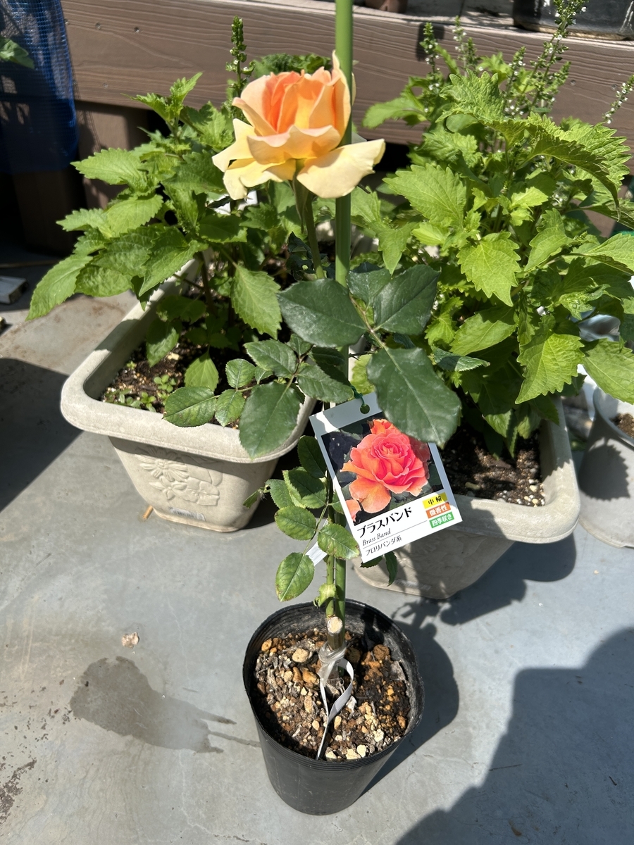 ガーデニング】【家庭菜園】買ってきたバラを鉢に植えました - サイの