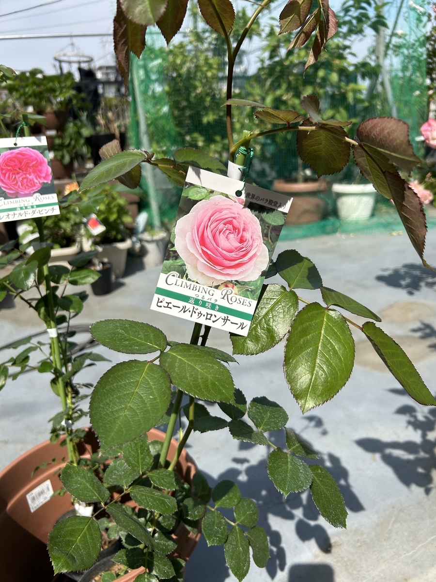 ガーデニング】【家庭菜園】買ってきたバラを鉢に植えました - サイの
