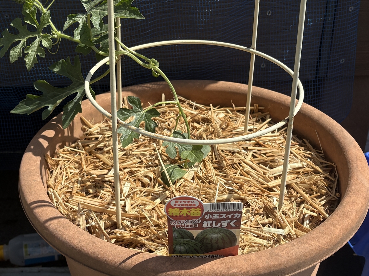 ガーデニング】【家庭菜園】買ってきた苗の植え替え完了！ - サイの