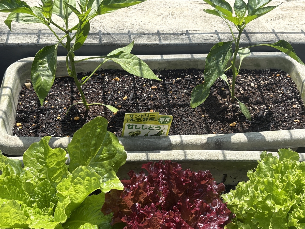 ガーデニング】【家庭菜園】買ってきた苗の植え替え完了！ - サイの