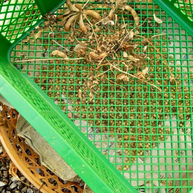 f:id:TomoeKinoshita:20210308190606j:image