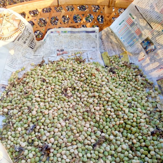 f:id:TomoeKinoshita:20210308190626j:image