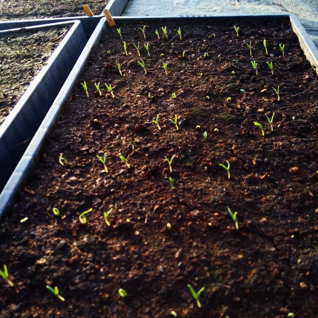 f:id:TomoeKinoshita:20210326205400j:image