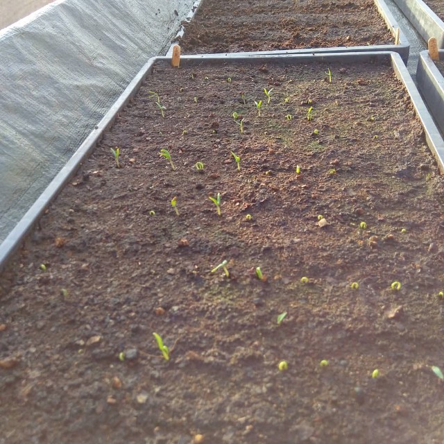 f:id:TomoeKinoshita:20210326205553j:image