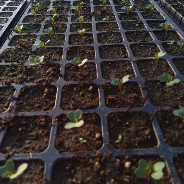 f:id:TomoeKinoshita:20210326220710j:image