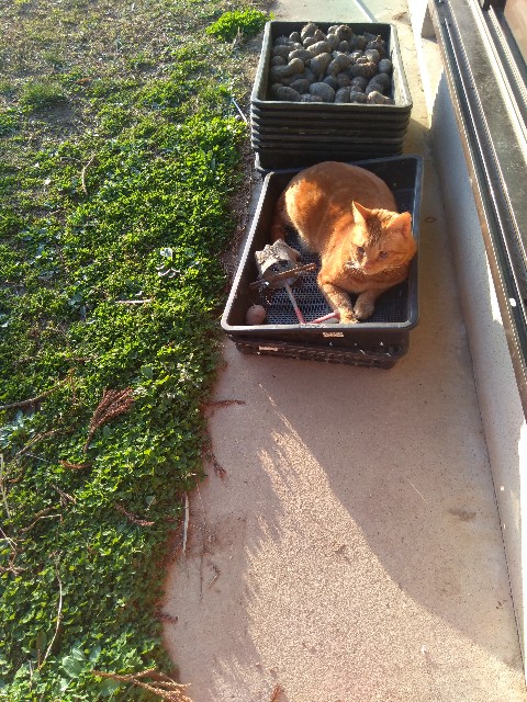 f:id:TomoeKinoshita:20210326220735j:image