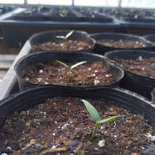 f:id:TomoeKinoshita:20210403204233j:image