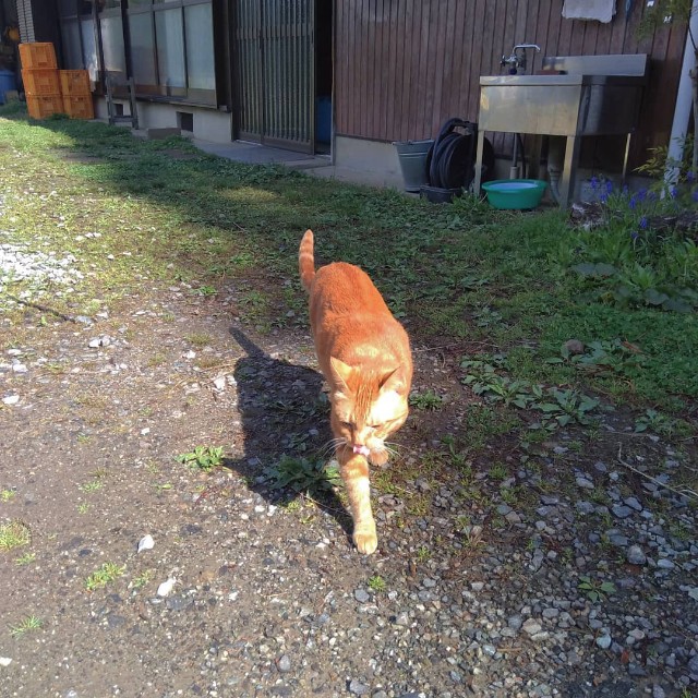 f:id:TomoeKinoshita:20210407150813j:image