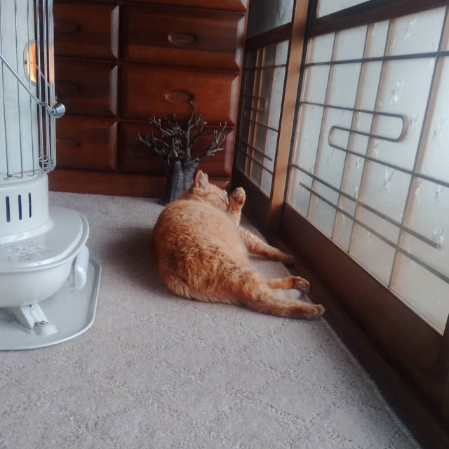 f:id:TomoeKinoshita:20210411222748j:image