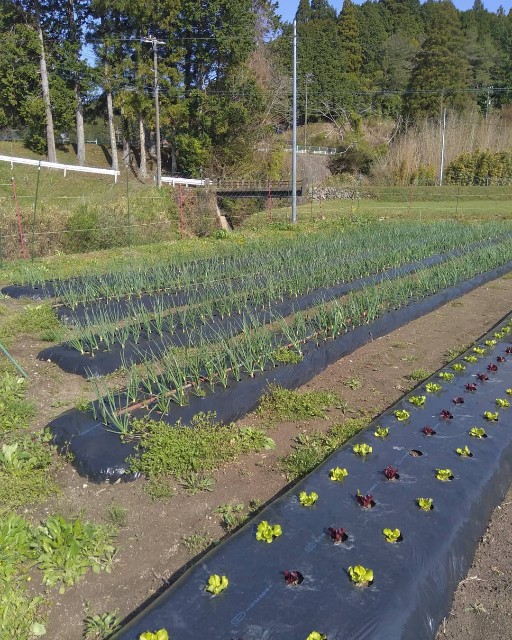 f:id:TomoeKinoshita:20210419202554j:image