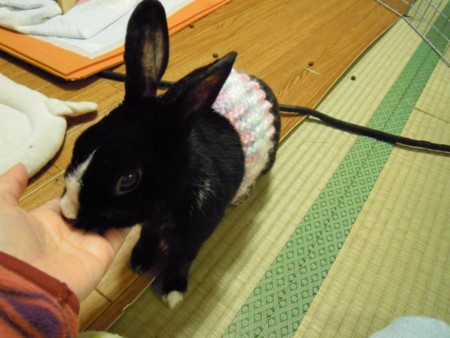 f:id:Tomoko_pyon:20101231220225j:image