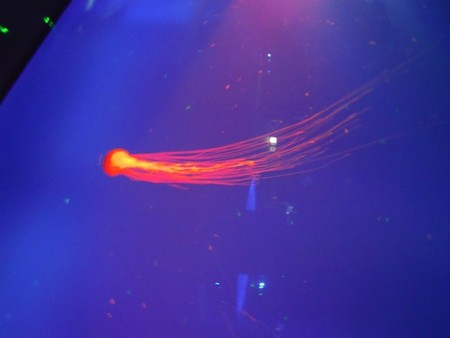 f:id:Tomoko_pyon:20111230141037j:image f:id:Tomoko_pyon:20111230141037j:image