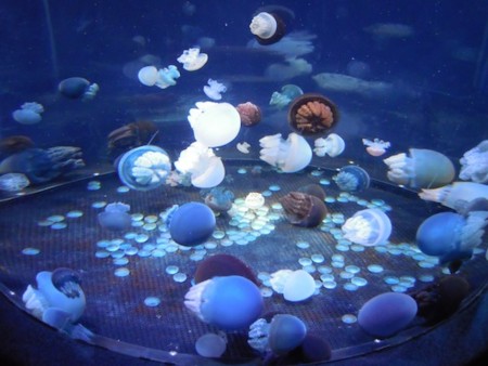 f:id:Tomoko_pyon:20111230141838j:image f:id:Tomoko_pyon:20111230141838j:image