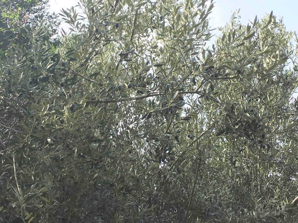 f:id:Tomokotmk:20180323234352j:plain f:id:Tomokotmk:20180323234352j:plain