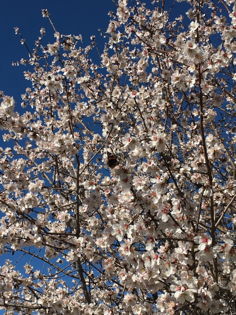 f:id:Tomokotmk:20180403012336j:plain f:id:Tomokotmk:20180403012336j:plain